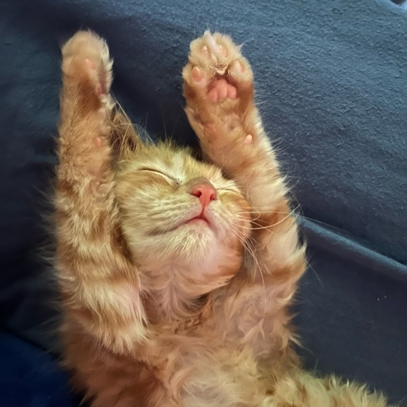 Meet your Posher, Ana elisa - Picture 1 of 1